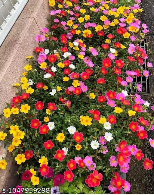 Portulaca Flower Seeds Mixed Color | Moss Rose Seeds for Home Garden | Easy Summer Flower |